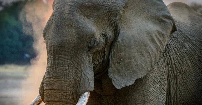 How Much Is 1 Gram Of Ivory Worth In 2023?