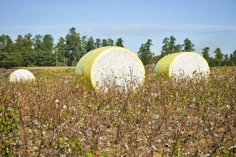 How Much Is A Round Bale Of Cotton Worth In 2023?