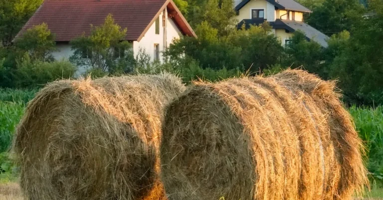 How Much Is 10 Acres Of Hay Worth? A Detailed Look At Hay Prices And Yields