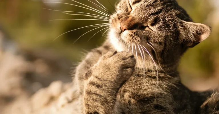 How Much Are Tabby Cats Worth?