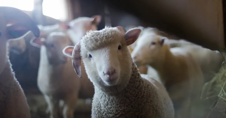 How Much Is Sheep Wool Worth? A Detailed Guide To Wool Prices And Value
