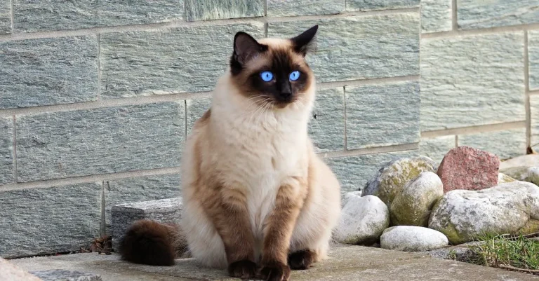 How Much Are Flame Point Siamese Cats Worth?