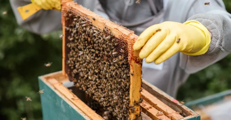 How Much Is A Beehive Worth In 2023?