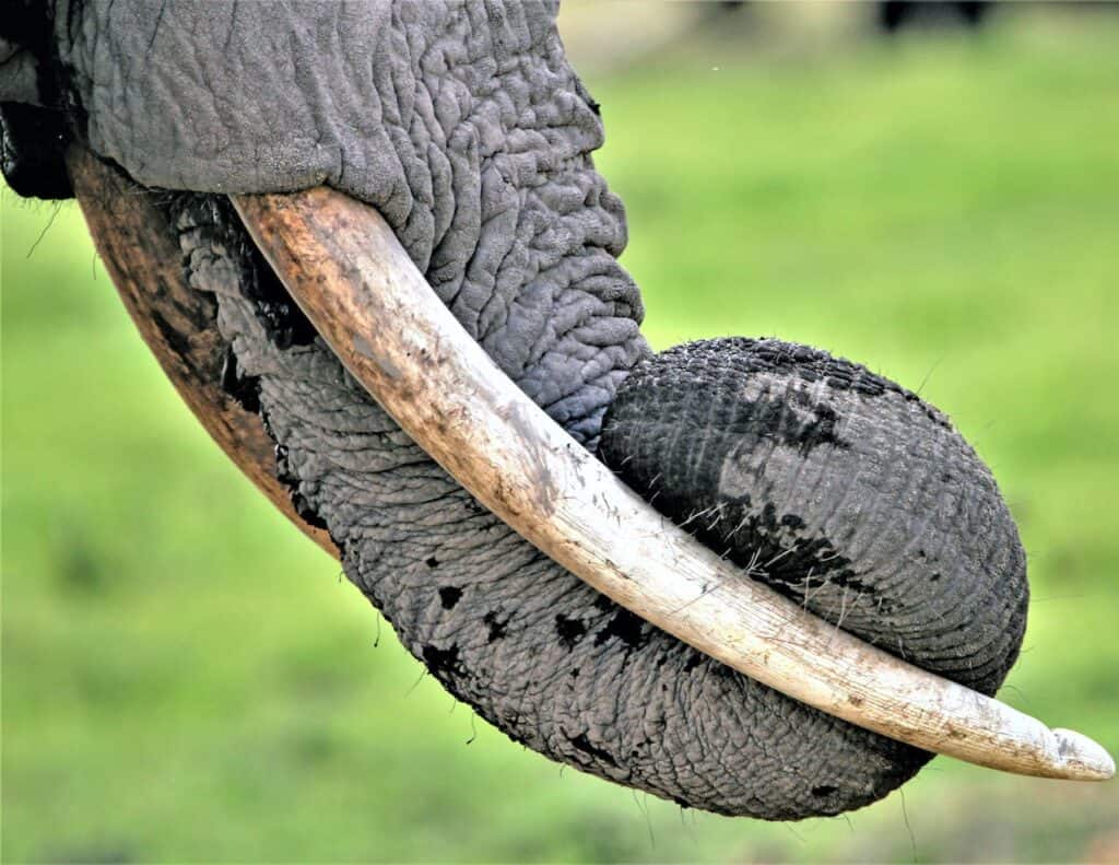 African elephant ivory