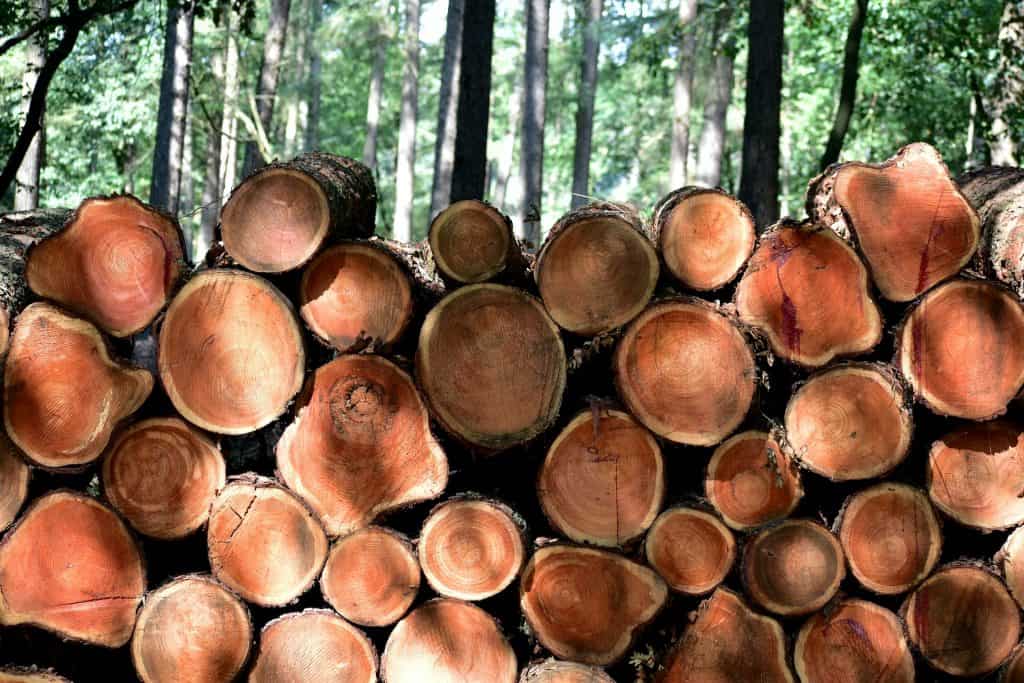 Tree and Lumber