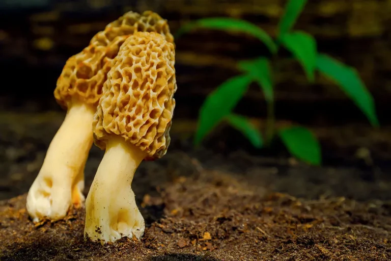 How Much Are Morel Mushrooms Worth?