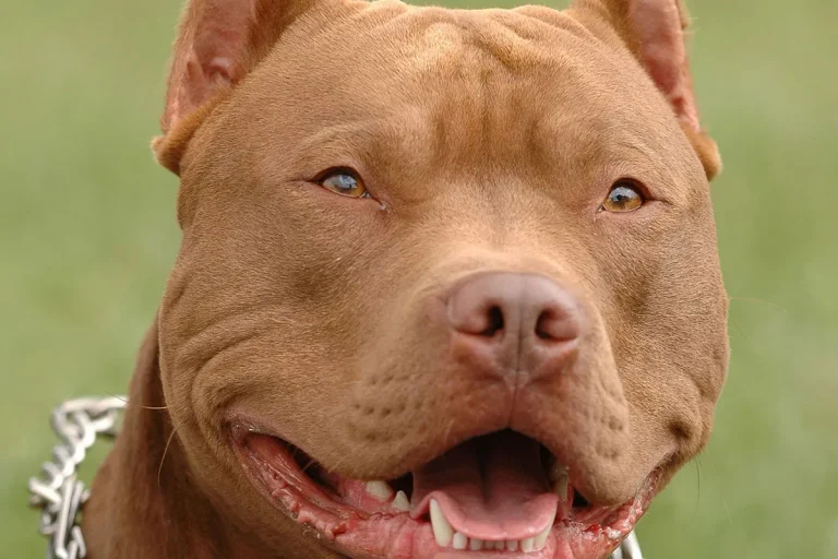 How Much Are Red Nose Pitbulls Worth?