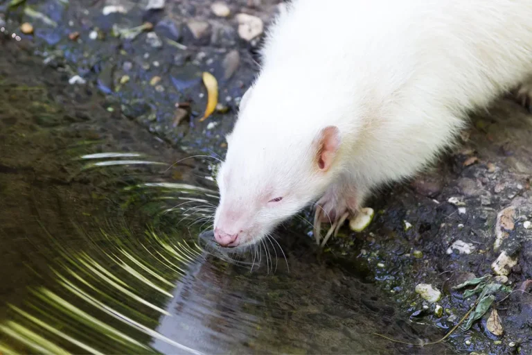 How Much Is An Albino Skunk Worth? A Detailed Look At Their Rarity And Value