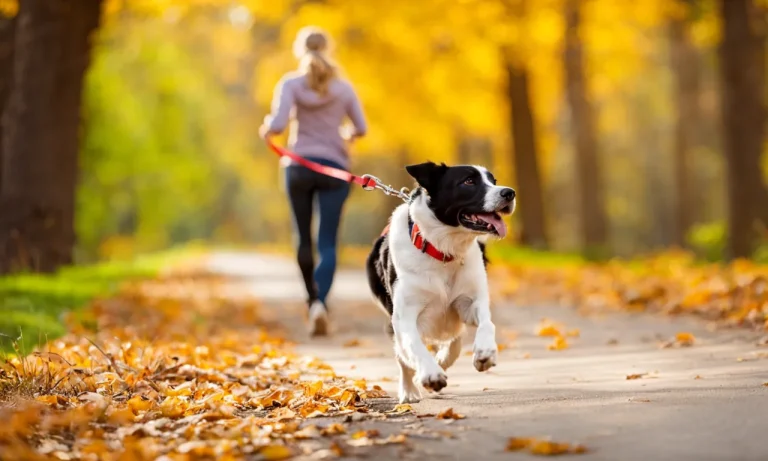 How Much Should I Pay A Dog Walker? A Comprehensive Guide
