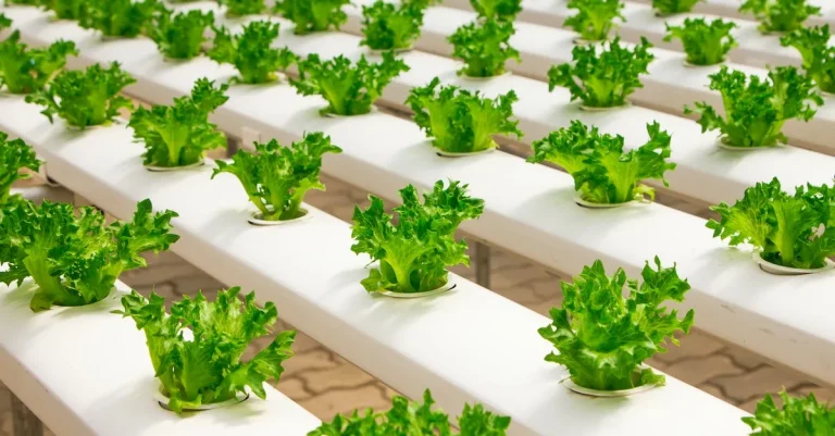 Setting Up An Ebt-Eligible Hydroponic System: A Comprehensive Guide