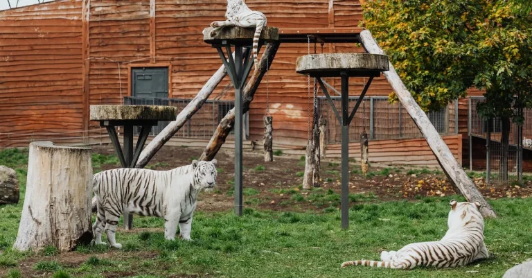 Does Woodland Park Zoo Offer An Ebt Discount?