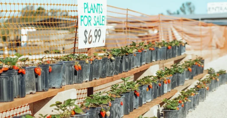 Can You Buy Plants with EBT? Rules for Purchasing Vegetable, Herb, and Fruit Plants